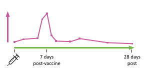 Antigen specific plasmablast response in the blood peaks 7 days after vaccination.